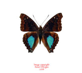 Doxocopa cyane (Peru)